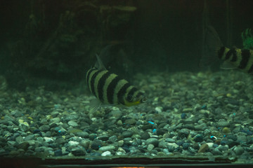 aquarium fish in a dark room