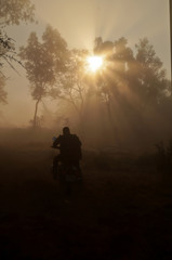 Riding a cruiser motorcycle in early morning. Taken during a sunny summer sunrise. Sunrise behind tree