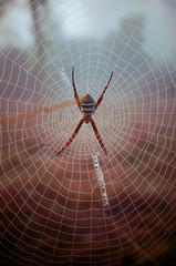 The spider web (cobweb) closeup in early morning along with dewdrop.
