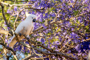 Sulphur-crested cockatoo seating on a beautiful blooming jacaranda tree. Urban wildlife. Australian backyard visitors