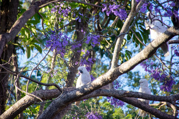 Sulphur-crested cockatoo seating on a beautiful blooming jacaranda tree. Urban wildlife. Australian...