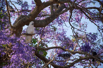 Sulphur-crested cockatoo seating on a beautiful blooming jacaranda tree. Urban wildlife. Australian...