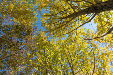 黄色く色づいたイチョウの木