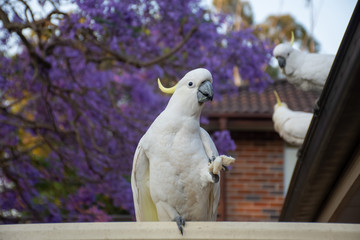 Sulphur-crested cockatoo seating on a fence with beautiful blooming jacaranda tree background....