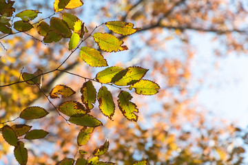秋の気配　紅葉した葉