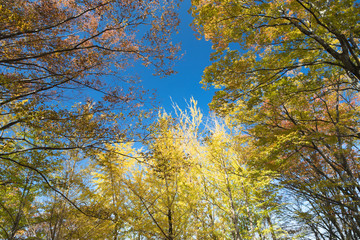 秋の公園の木々と青空