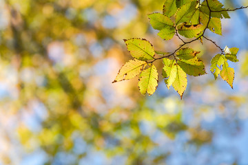 秋の気配　紅葉した葉