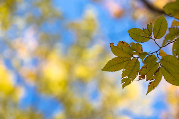 秋の気配　紅葉した葉