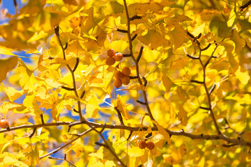 黄色く色づいたイチョウの葉と銀杏