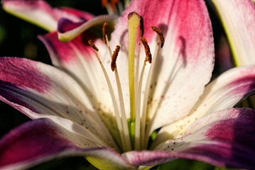Lily flower