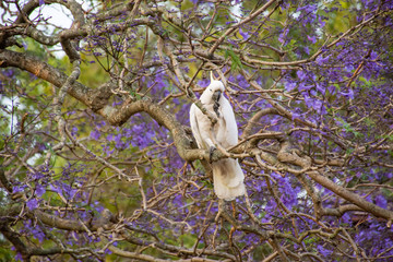 Sulphur-crested cockatoo seating on a beautiful blooming jacaranda tree. Urban wildlife. Australian backyard visitors