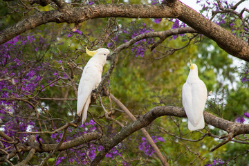 Sulphur-crested cockatoos seating on a beautiful blooming jacaranda tree. Urban wildlife. Australian backyard visitors