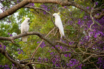Sulphur-crested cockatoos seating on a beautiful blooming jacaranda tree. Urban wildlife....