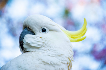 Close up of sulphur-crested cockatoo with purple blooming jacaranda tree on background. Urban...