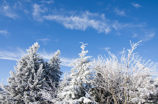 Winter scenery with snowy trees and blue sky, Beskydy Mountains