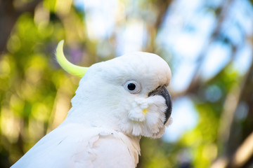 Close up of sulphur-crested cockatoo with purple blooming jacaranda tree on background. Urban...