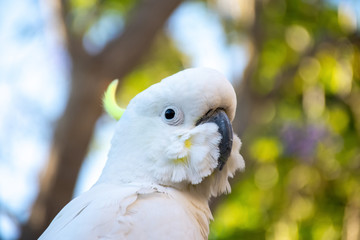 Close up of sulphur-crested cockatoo with purple blooming jacaranda tree on background. Urban...
