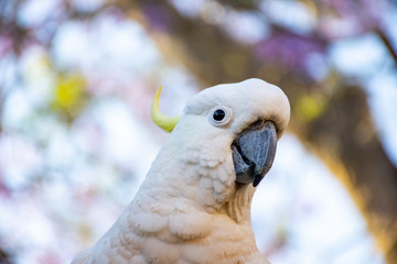Close up of sulphur-crested cockatoo with purple blooming jacaranda tree on background. Urban...