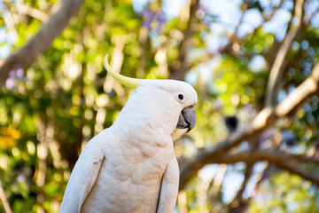 Close up of sulphur-crested cockatoo with purple blooming jacaranda tree on background. Urban wildlife. Australian backyard visitors