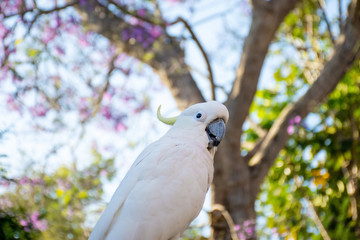 Close up of sulphur-crested cockatoo with purple blooming jacaranda tree on background. Urban...