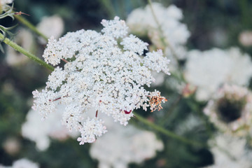 Flor blanca de primavera