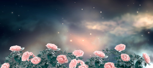 Fantasy fabulous panoramic banner background of magical night sky with shining stars, mysterious clouds and delicate romantic pink rose flowers garden. Idyllic tender heaven scene, copy space.