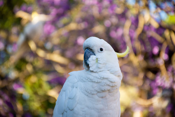 Close up of sulphur-crested cockatoo with purple blooming jacaranda tree on background. Urban...