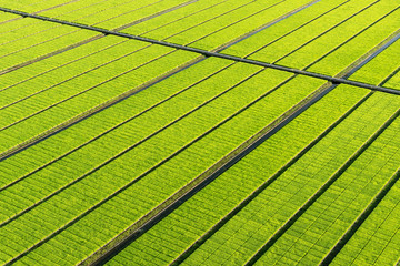 Bright green young rice sprout field on plastic tray or grass field Nature Background and texture