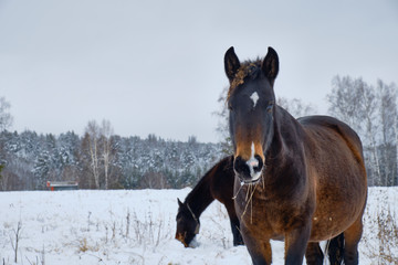 A group of horses in a winter paddock field