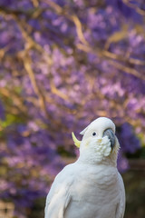 Close up of sulphur-crested cockatoo with purple blooming jacaranda tree on background. Urban wildlife. Australian backyard visitors