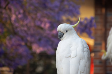 Close up of sulphur-crested cockatoo with purple blooming jacaranda tree on background. Urban...