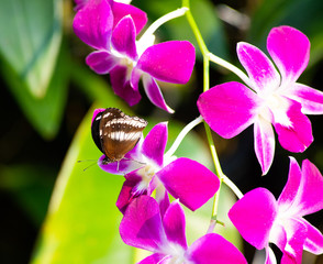 Tropical orchid and butterfly, Thailand