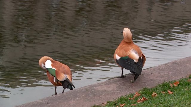 red duck Ogar on Chistiye Prudy Clean Ponds Boulevard and Park Tadorna ferruginea