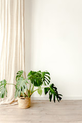 Monstera in home in straw bag on white background. Modern minimalistic interior with an home plant. Flat lay, top view minimal concept. 