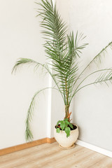 Tropical palm in home in flowerpot on white background. Modern minimalistic interior with an home plant. Flat lay, top view minimal concept. 