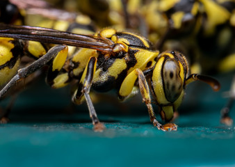 Macro Photo of Wasp on Turquoise Floor