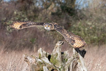 Eurasian Eagle Owl (Bubo bubo) flying above a field in Gloucestershire, UK