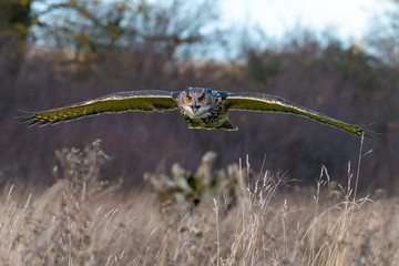 Eurasian Eagle Owl (Bubo bubo) flying above a field in Gloucestershire, UK