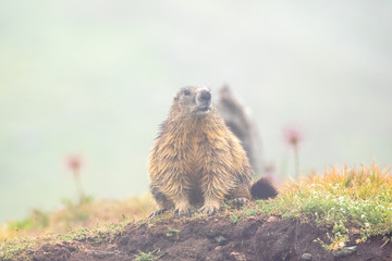parco nazionale del gran paradiso, marmotta nella nebbia