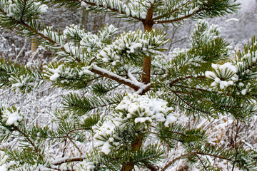 branch of a pine tree with snow