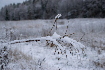 snow covered branches of tree in winter