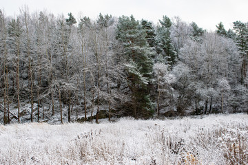 forest in winter