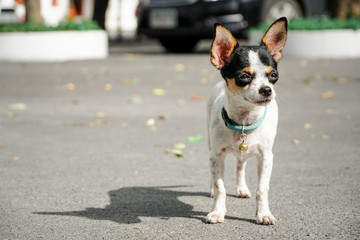 Cute Chihuahua dog standing under the sun there is a side shadow on the cement floor and the neck has a small bell.
