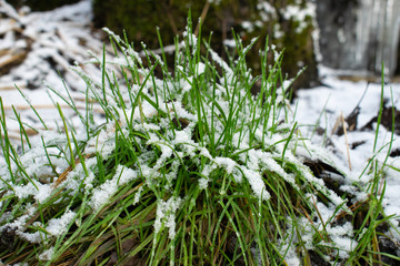 green grass in the snow