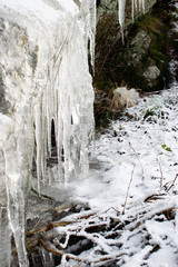 Frozen waterfall in the forest