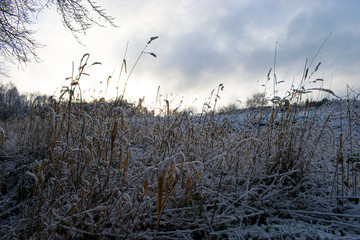 Obraz premium Frozen grass in sunrise