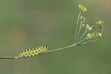 Swallowtail caterpillar in his garden (Papilio machaon)