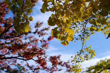 銀杏の紅葉と青空