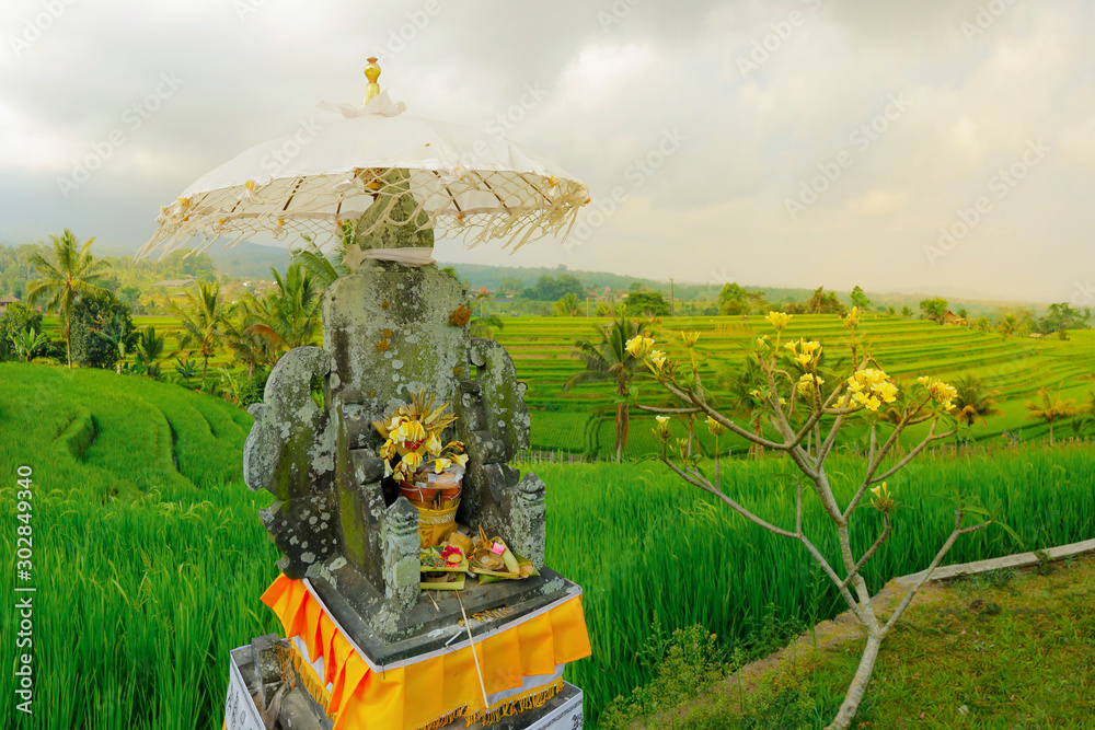 Wall mural View of green rice field in terrace in Bali,near jatiluwih - Indonesia