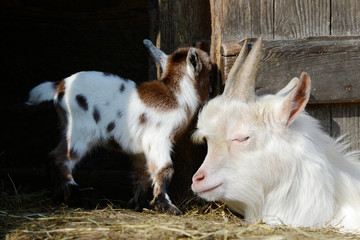 white goat and goat kid  on straw in front of shed